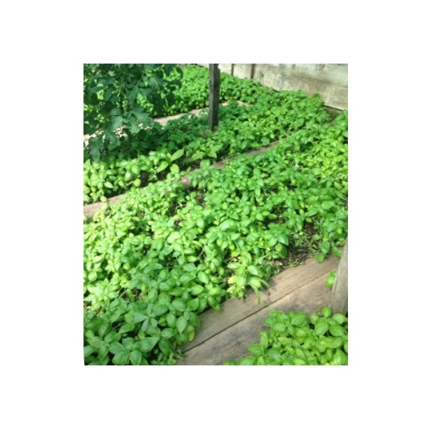 BASILICO un mazzo - prodotto locale BIO
