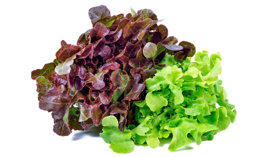 Insalata foglia di quercia - prodotto locale bio