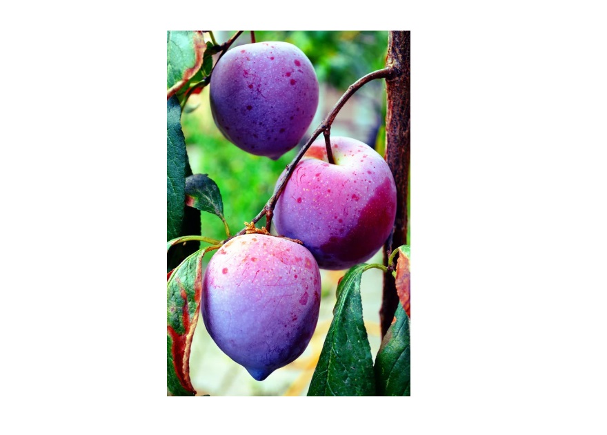 SUSINE