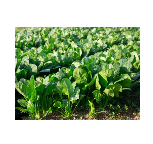 SPINACI 1 KG. prodotto locale BIO