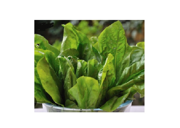 RADICCHIO prodotto locale BIO - 3 mazzi