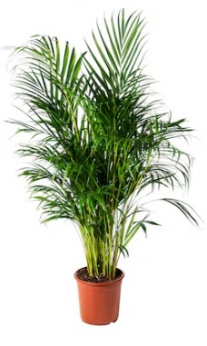 Pianta vera: Kentia - H.cm.90-110 vaso 20 cm.