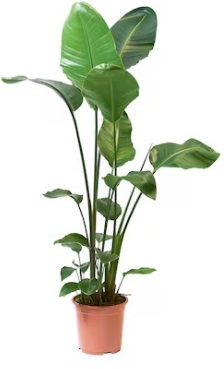 Pianta vera: Sterlitzia - H.cm.90-110 vaso 20 cm.