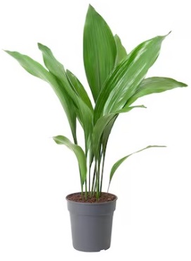 Pianta vera