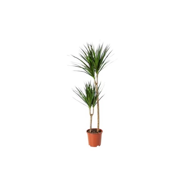 Pianta vera: Dracaena Marginata vaso 19 cm.