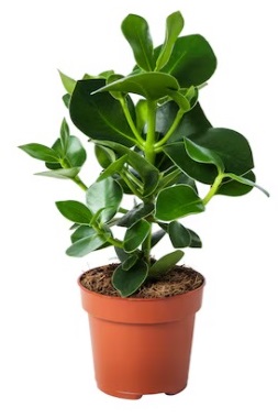 Pianta vera: CLUSIA vaso 12 cm.