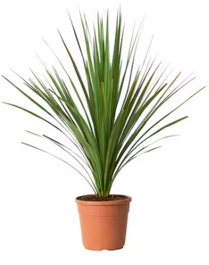 Pianta vera: CORDYLINE INDIVISA vaso 17 cm.