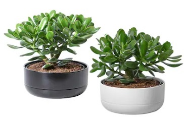 Pianta vera: CRASSULA OVATA vaso 22 cm.