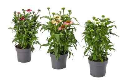 Pianta vera: ECHINACEA vaso 17 cm.