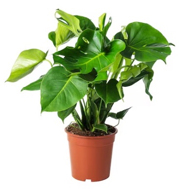 Pianta vera: MONSTERA vaso 21 cm.