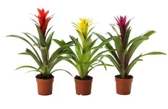 Pianta vera: GUZMANIA vaso 9 cm.