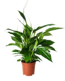 Pianta vera: SPATHIPHYLLUM vaso 22 cm.