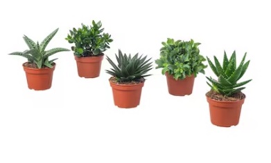 Pianta vera: succulent vaso 6 cm. con portavaso ceramica