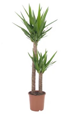 Pianta vera: YUCCA ELEPHANTIPES vaso 24 cm